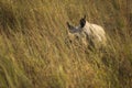Rhino in grass in Chitwan National Park, Nepal Royalty Free Stock Photo