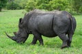 Rhino grazing