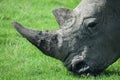 Rhino Grazing