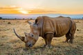 rhino grazing in field with sunset backdrop