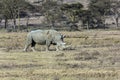 Rhino grazing in the savannah