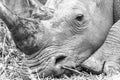 Rhino Head Eyes Horn Black White Wildlife Animal Royalty Free Stock Photo