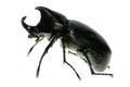 Rhino hercules beetle Royalty Free Stock Photo