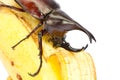 Rhino hercules beetle Royalty Free Stock Photo