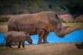 Rhino with his baby 2020 Royalty Free Stock Photo