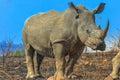 Rhino in Hluhluwe-Imfolozi Park Royalty Free Stock Photo