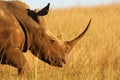 Rhino Horn Royalty Free Stock Photo