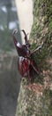 rhino horn beetle male in trunk