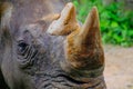 Rhino horn mammal animal closeup in zoo Royalty Free Stock Photo