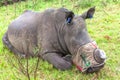 Rhino Horn Removal Wildlife Protection