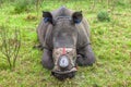 Rhino Horn Removal Wildlife Protection