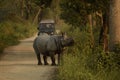 rhino infront the safari vehicle