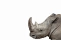 Rhino isolated