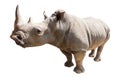 Rhino isolated on white background