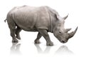 Rhino isolated Royalty Free Stock Photo