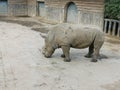 Rhino @ Jinan Wildlife World Zoo, Shandong China