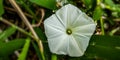 Rhino kale flowers