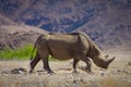 Rhino in Kaokoland, Namibia