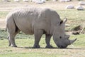 Rhino Lake Nakuru