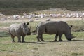 Rhino Lake Nakuru