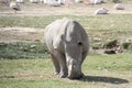 Rhino Lake Nakuru