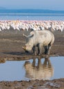 Rhino in lake nakuru, kenya Royalty Free Stock Photo