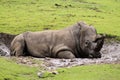 Rhino laying in the mud Royalty Free Stock Photo