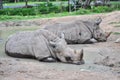 Rhino Laying in The Mud Pond Royalty Free Stock Photo