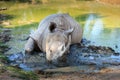 Rhino Royalty Free Stock Photo