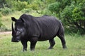Rhino look Royalty Free Stock Photo
