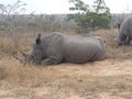 Rhino lying down Royalty Free Stock Photo