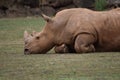 The resting time of a rhinoceros