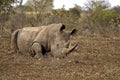 Rhino lying on the ground Royalty Free Stock Photo