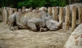 Rhino lying on the ground Royalty Free Stock Photo