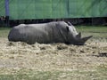 Rhino lying on the ground Royalty Free Stock Photo