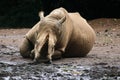 A rhino is lying on the ground Royalty Free Stock Photo