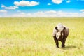 Rhino in Masai Mara National Park. Kenya, Africa Royalty Free Stock Photo