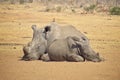 Rhino missing a horn relaxing on the savannah