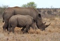 Rhino mother with 2 calf,Kruger NP,South Africa Royalty Free Stock Photo