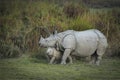 Rhino mother and calf, Kaziranga National Park, Assam, india Royalty Free Stock Photo