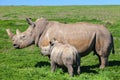 Rhino mother and calf standing in grass