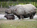 Rhino mother with newborn baby Royalty Free Stock Photo