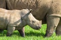Rhino Newborn Calf Wildlife