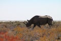 Rhino Royalty Free Stock Photo