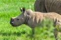 Rhino Calf Wildlife Animal