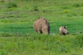 Rhino Calf Wildlife Waterhole
