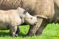 Rhino Newborn Calf Wildlife
