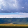 rhino in ngoro ngoro crater Royalty Free Stock Photo