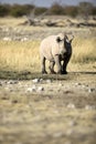 A rhino in open savannah Royalty Free Stock Photo