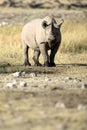 A rhino in open savannah Royalty Free Stock Photo